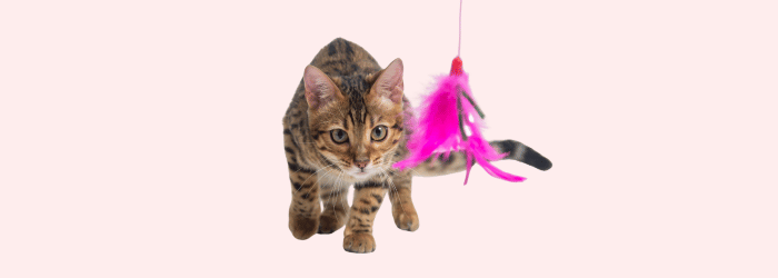 Kong Kattenspeelgoed waar katten écht dol op zijn