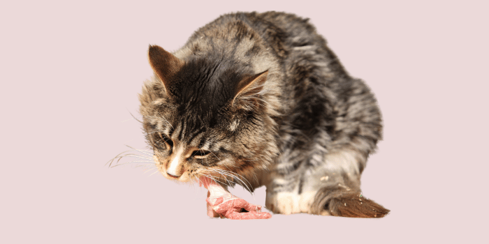 Waarom graanvrij kattenvoer je kat écht gezonder maakt