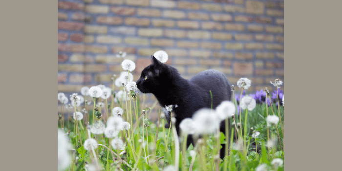 Hoe Houd Ik Mijn Kat in de Tuin?